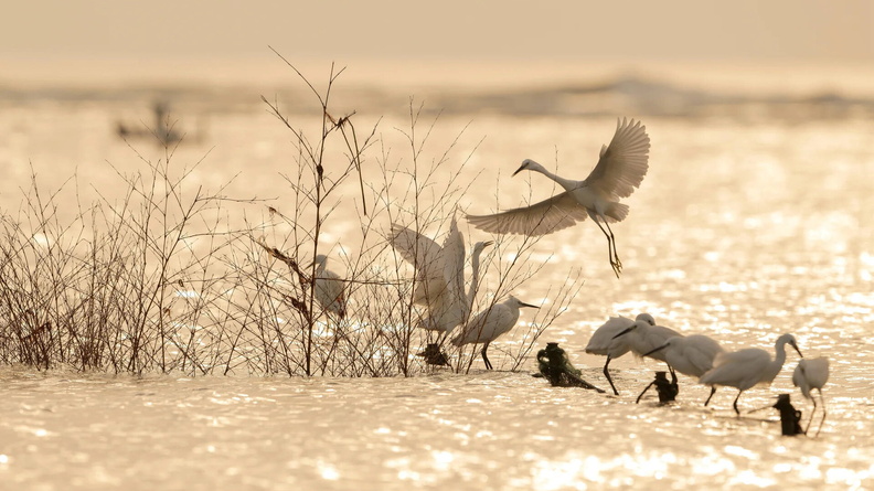Herons forage at the Minjiang River estuary wetland in Fuzhou, southeast China